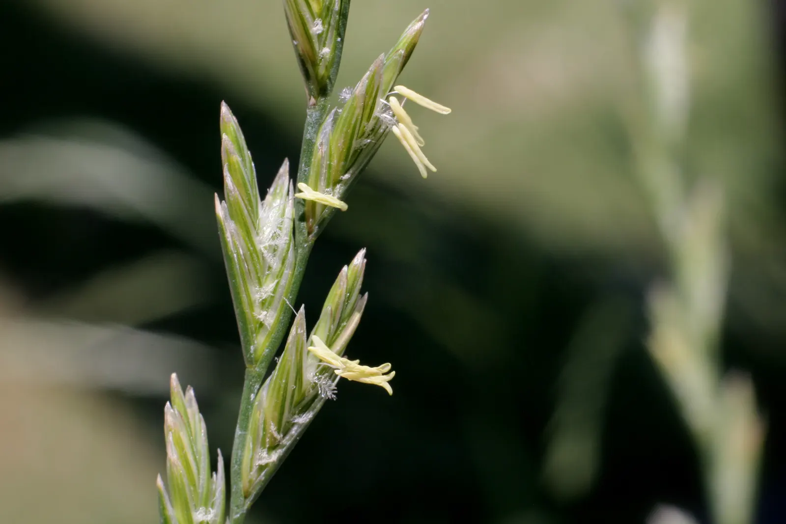 Ryegrass (Lolium Sp.) — This species exhibits exceptional wear tolerance; regular irrigation and a balanced fertilization regimen are critical for maintaining