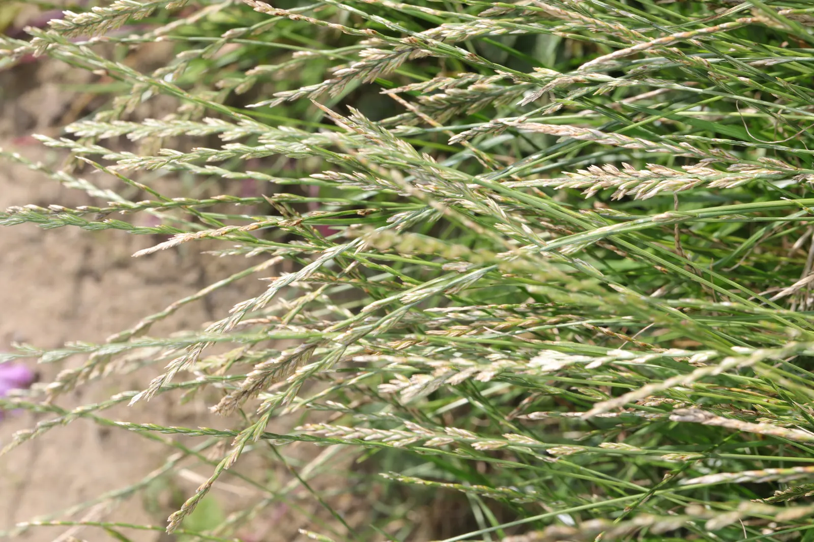Ryegrass (Lolium Sp.) — belonging to the genus Lolium; regular irrigation and a balanced fertilization regimen are critical for maintaining the vitality of the