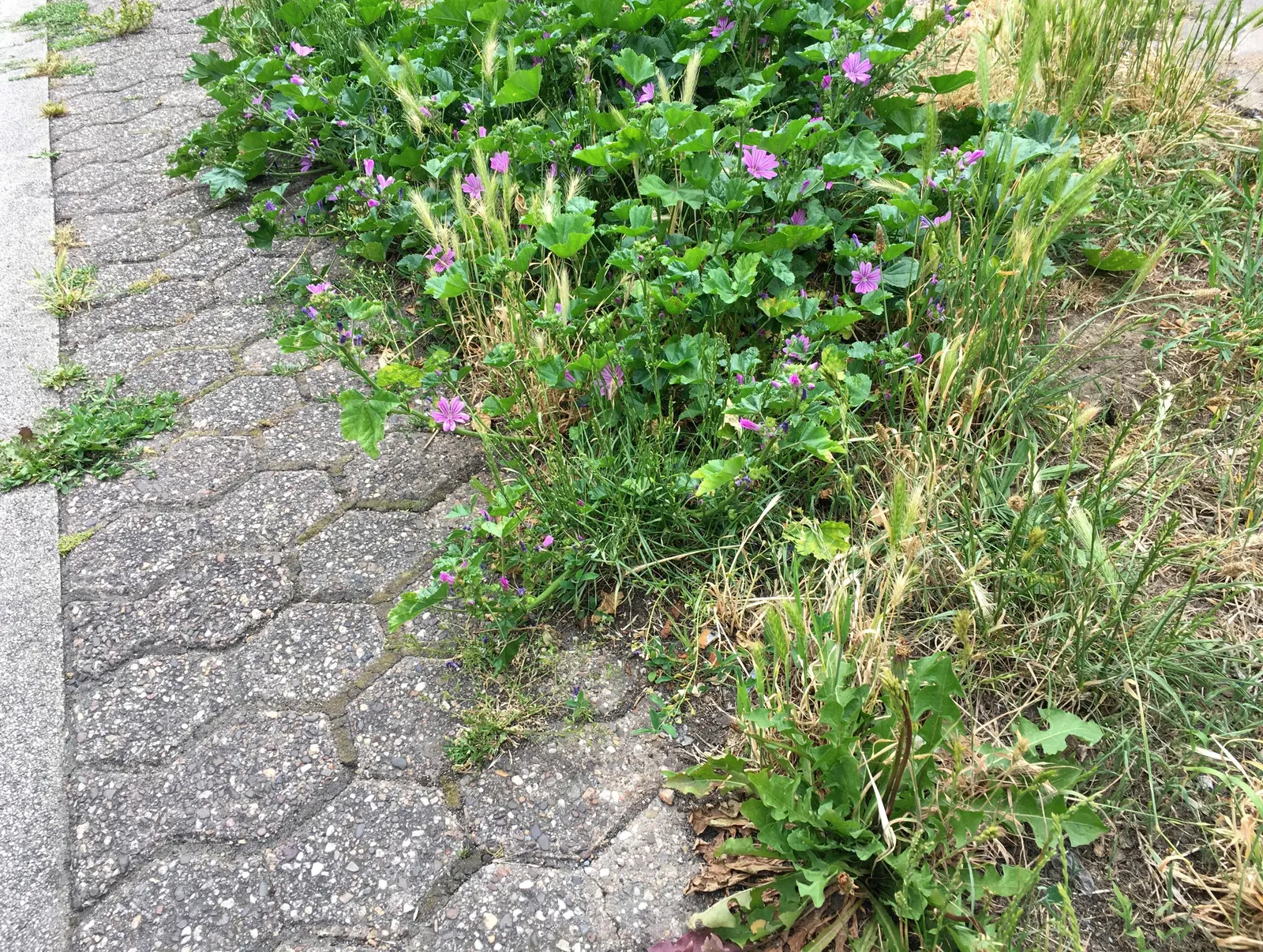 Ryegrass (Lolium Sp.) — is a widely adapted and valuable cool-season grass known for its rapid germination
