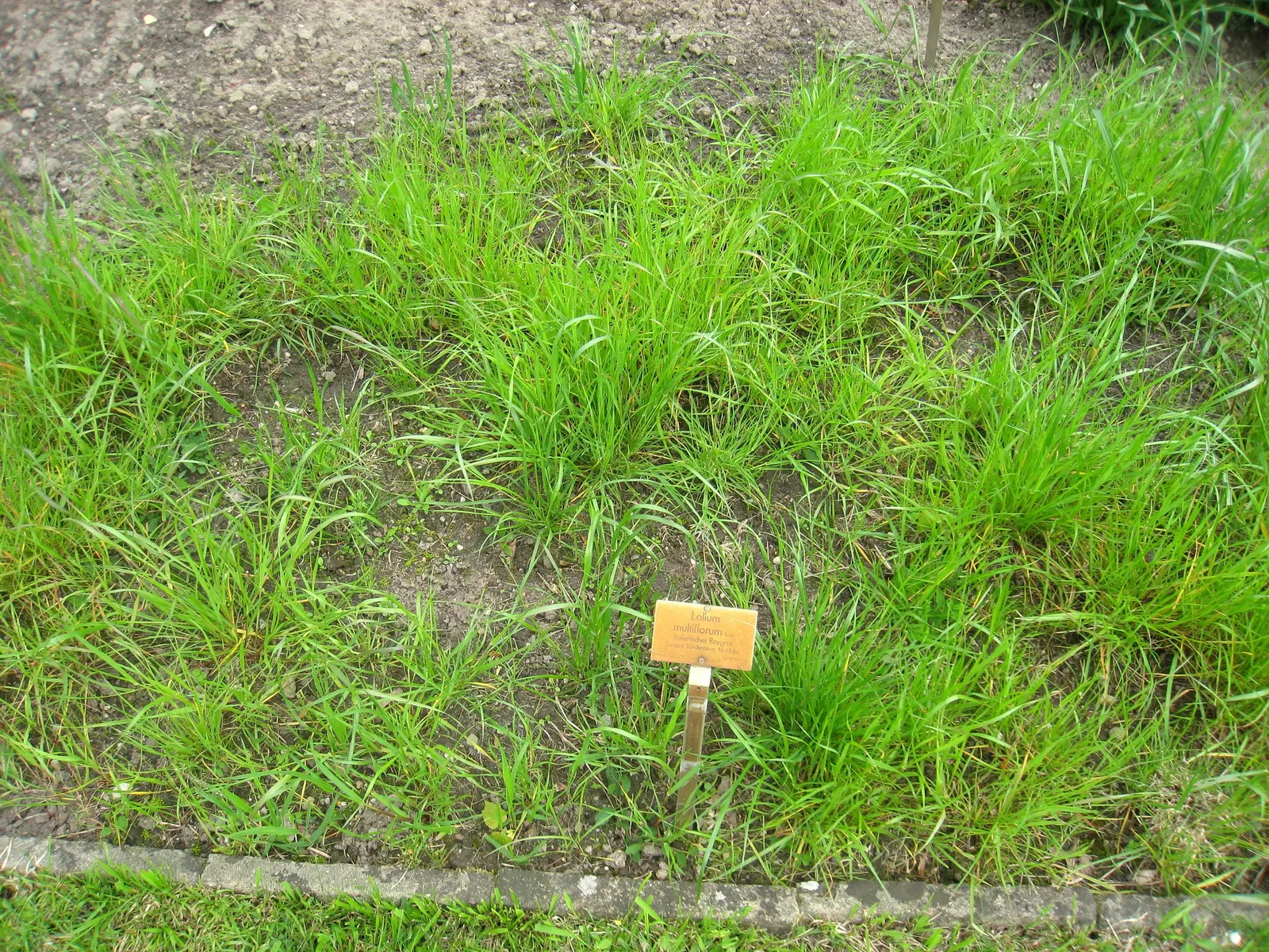 Ryegrass (Lolium Sp.) — ryegrass prefers well-draining soils with a pH between 5.5 and 7.5