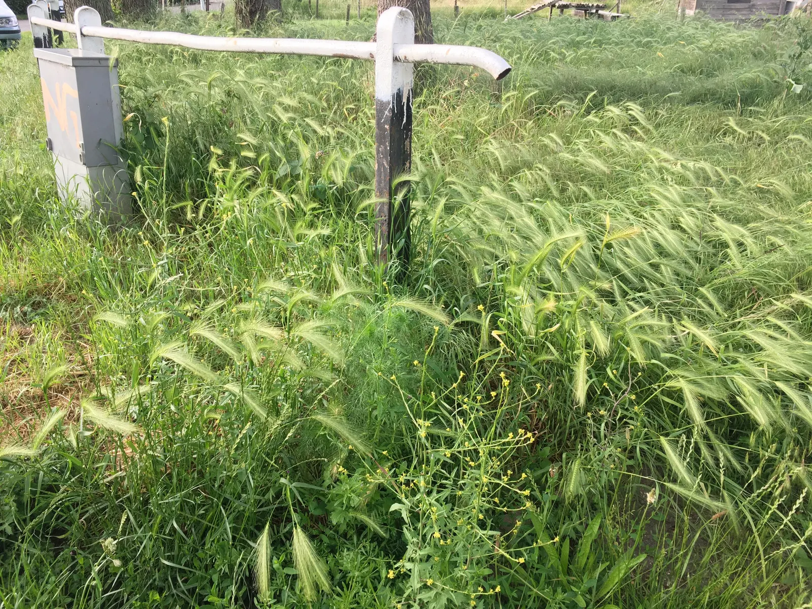 Ryegrass (Lolium Sp.) — It thrives in full sun to partial shade and prefers well-drained soils