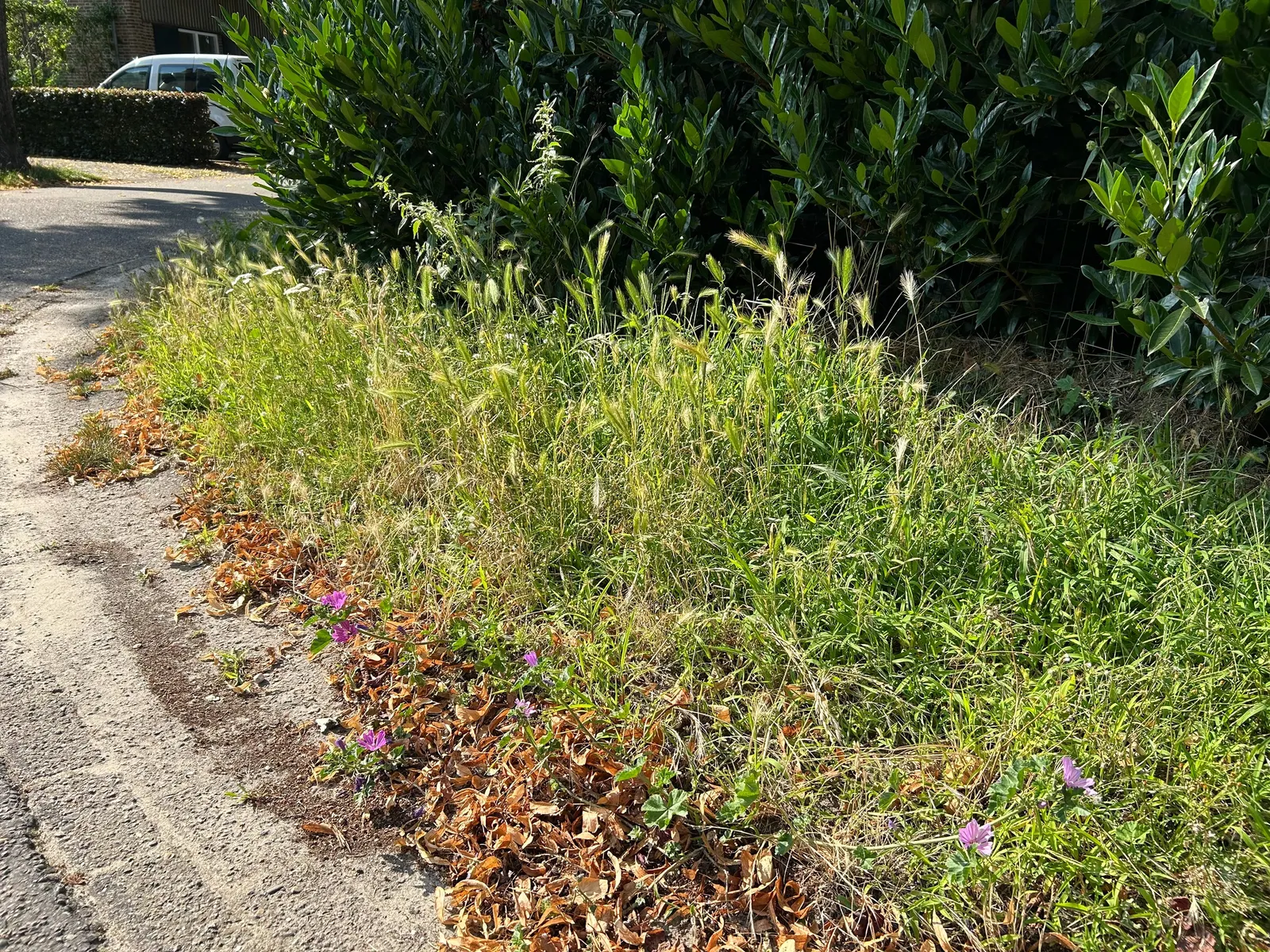 Ryegrass (Lolium Sp.) — with its fine leaf blades