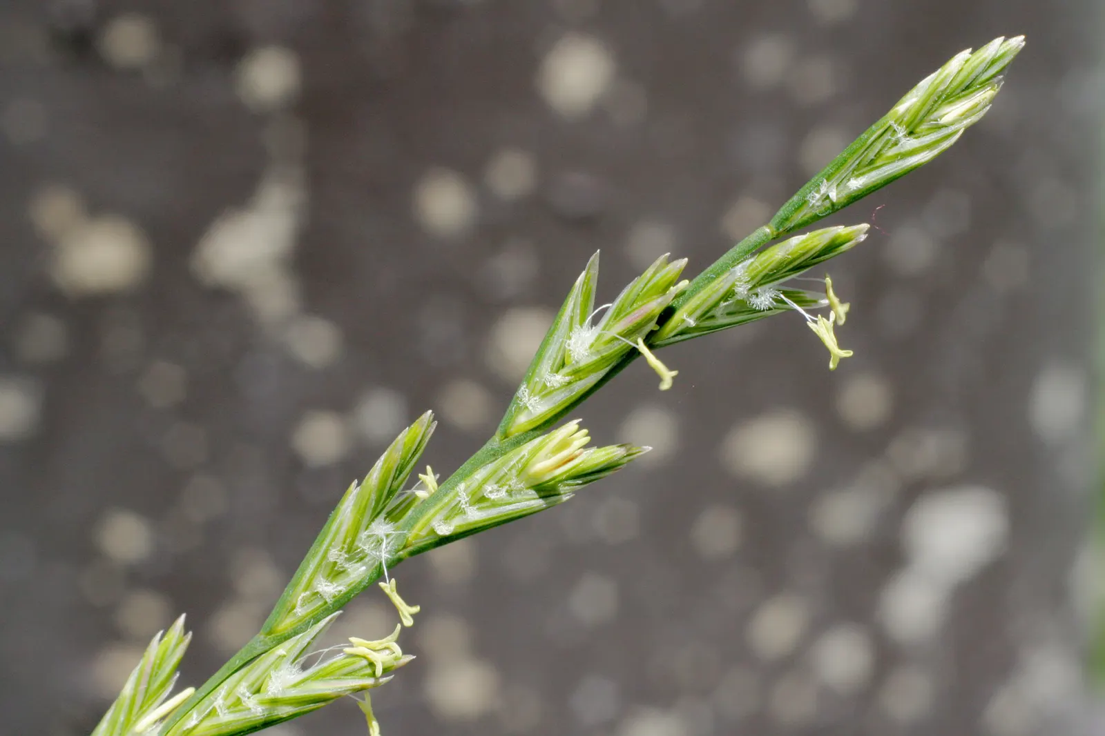 Ryegrass (Lolium Sp.) — The ideal mowing height for perennial ryegrass ranges from 1.5 to 2.5 inches