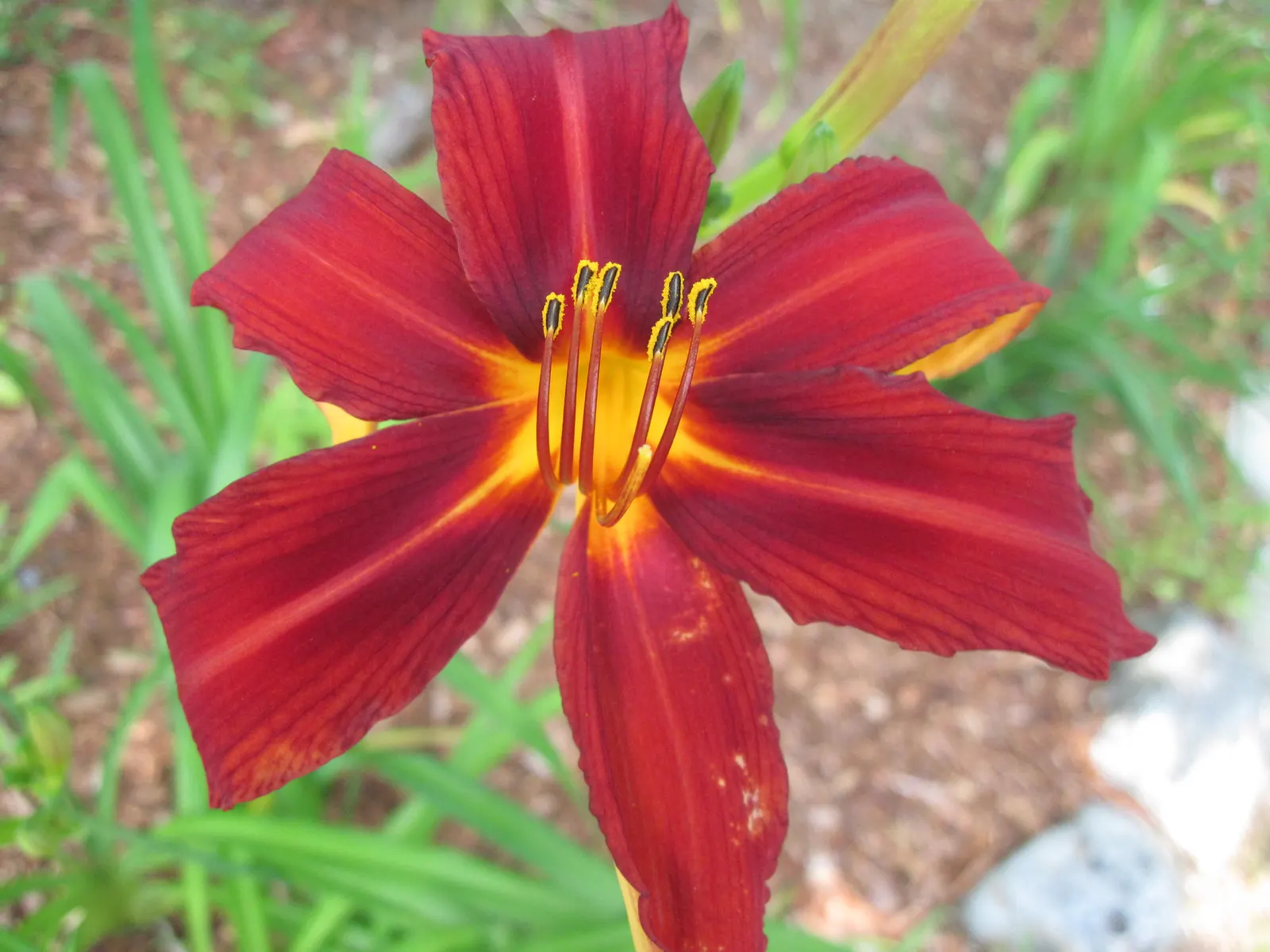 Crimson Pirate Daylily (Hemerocallis 'Crimson Pirate') — Its sword-like foliage forms an arching