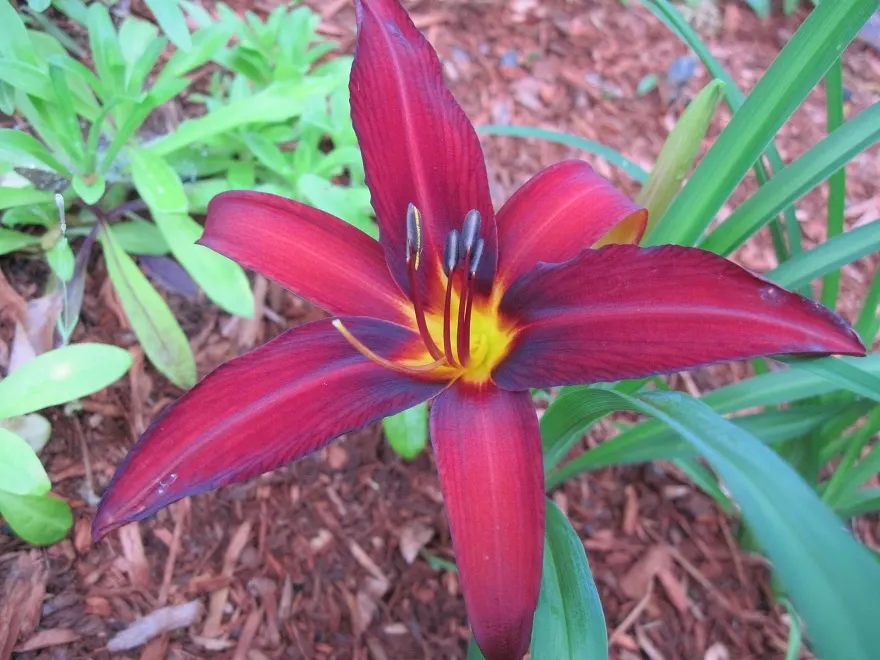 Crimson Pirate Daylily (Hemerocallis 'Crimson Pirate') — Its low-maintenance and drought-resistant nature makes it ideal for mixed borders