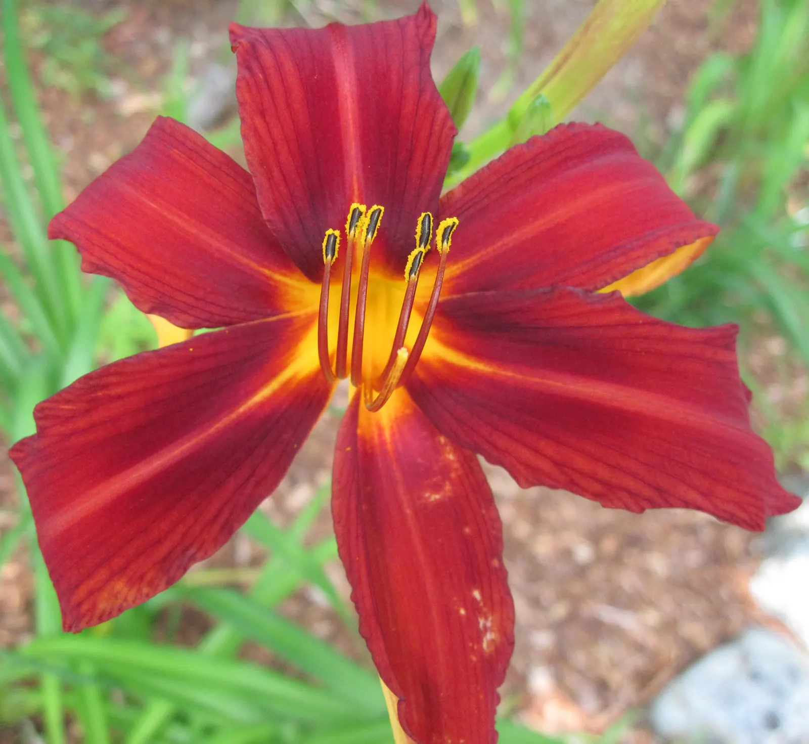 Crimson Pirate Daylily (Hemerocallis 'Crimson Pirate') — Blooms mid-summer, adding a pop of color to any landscape