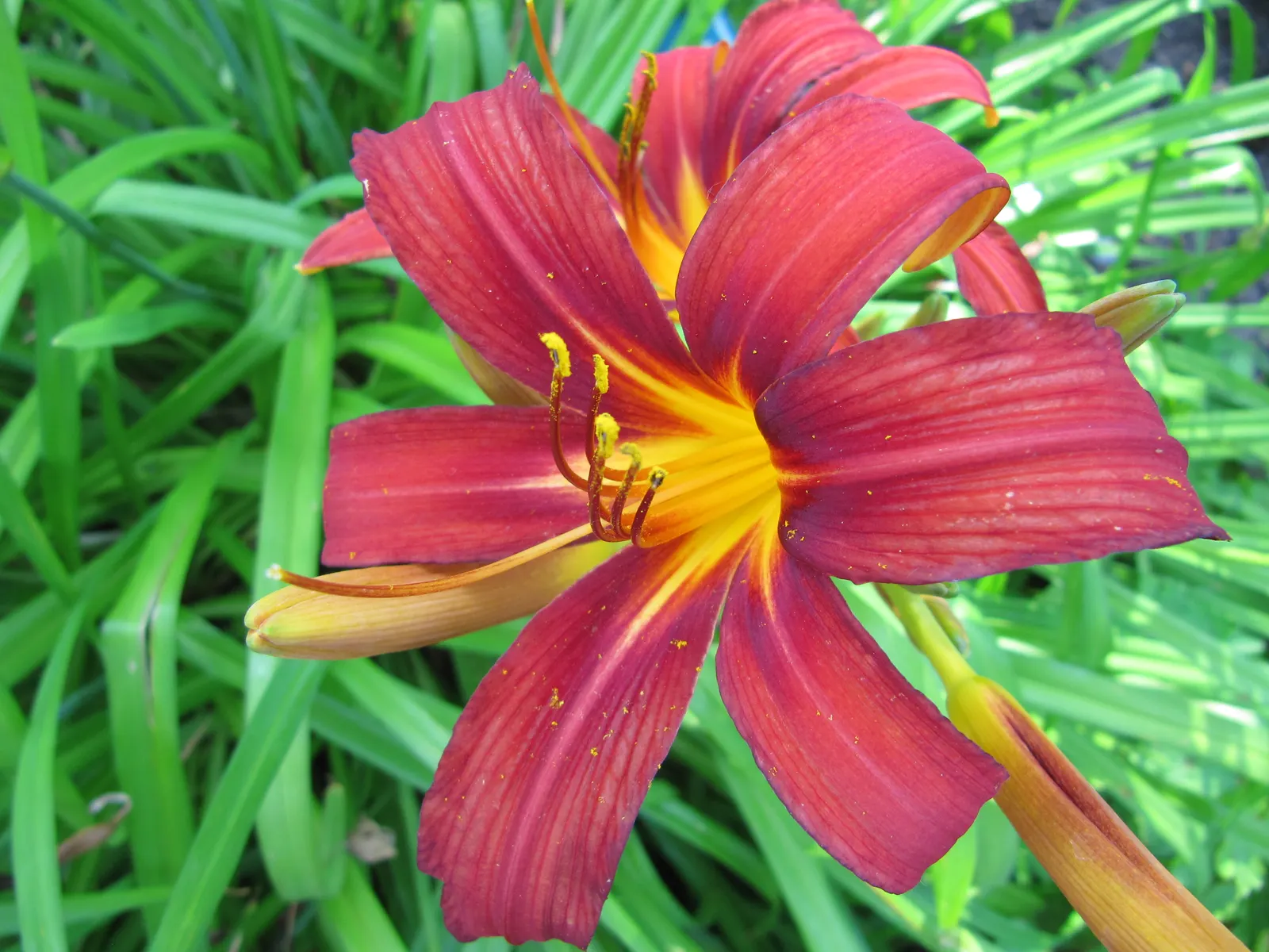 Crimson Pirate Daylily (Hemerocallis 'Crimson Pirate') — Preferring full sun to partial shade, this daylily tolerates various soil types