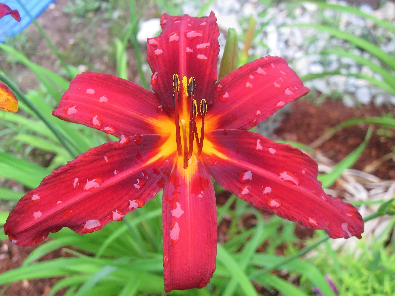 Crimson Pirate Daylily (Hemerocallis 'Crimson Pirate') — is a striking perennial plant that is a treasure for any garden landscape