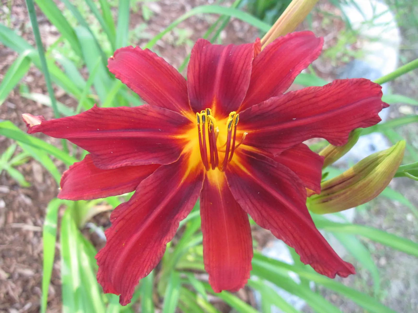Crimson Pirate Daylily (Hemerocallis 'Crimson Pirate') — The Hemerocallis 'Crimson Pirate,' popularly known as the Crimson Pirate Daylily