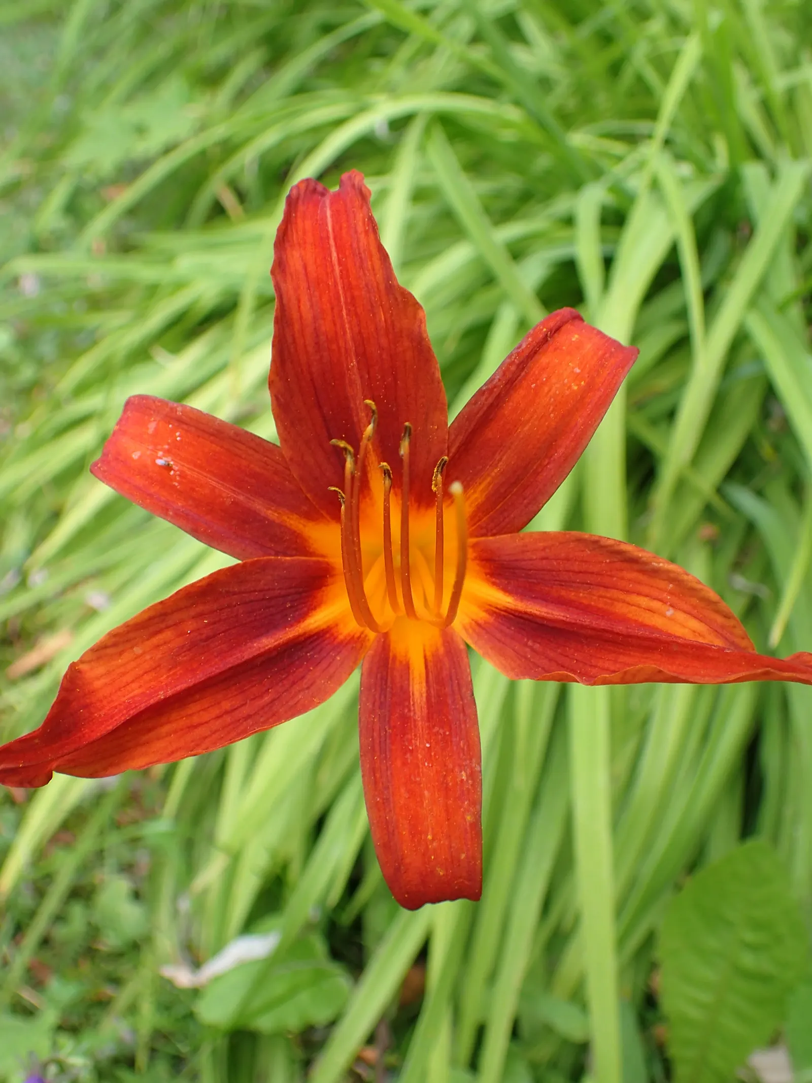 Crimson Pirate Daylily (Hemerocallis 'Crimson Pirate') — Flourishing in USDA zones 3-9, it reaches 24-30 inches in height with a spread up to 18-24 inches
