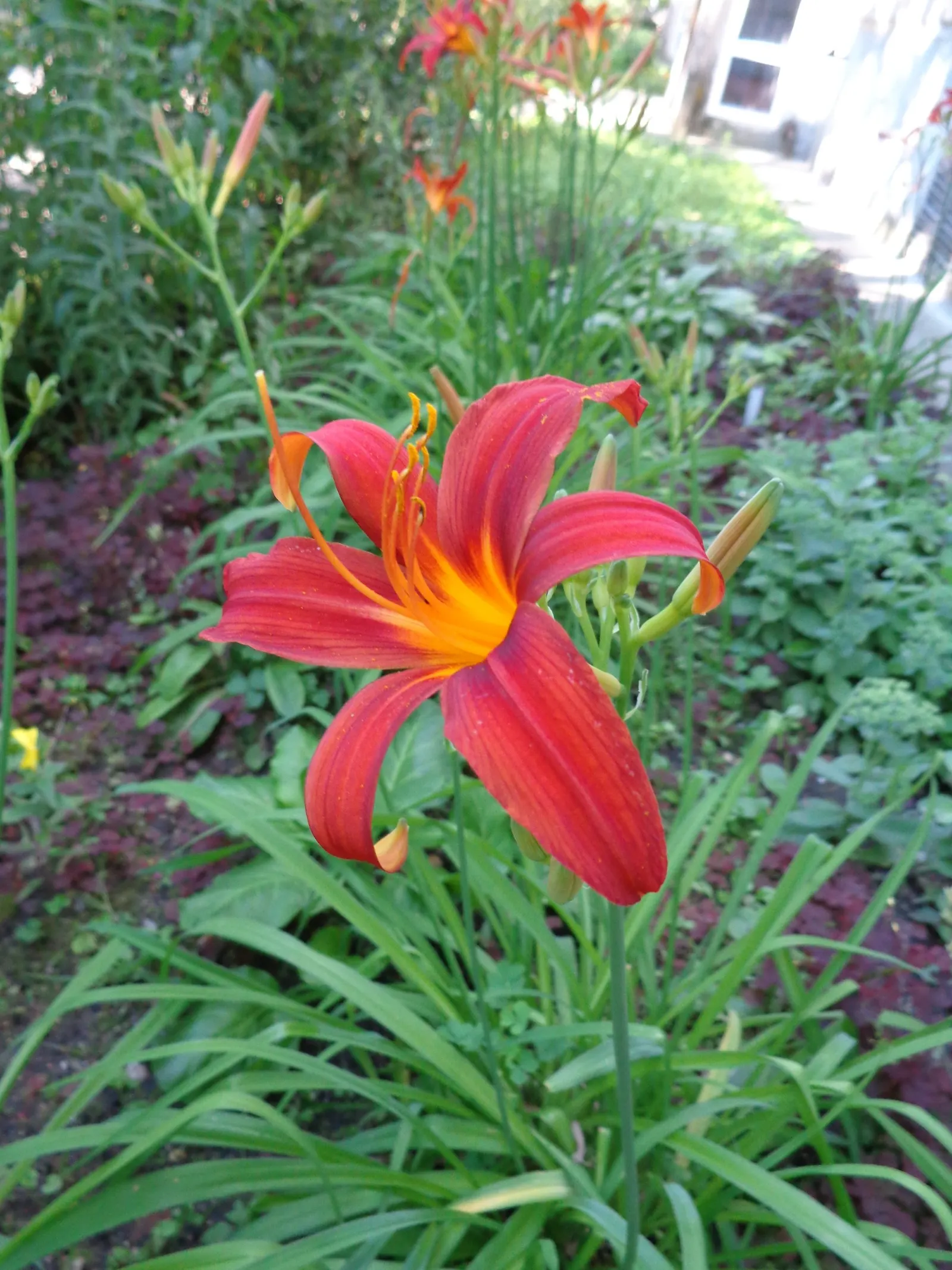 Crimson Pirate Daylily (Hemerocallis 'Crimson Pirate') — boasts striking 6-inch red blooms with a golden throat and recurved petals