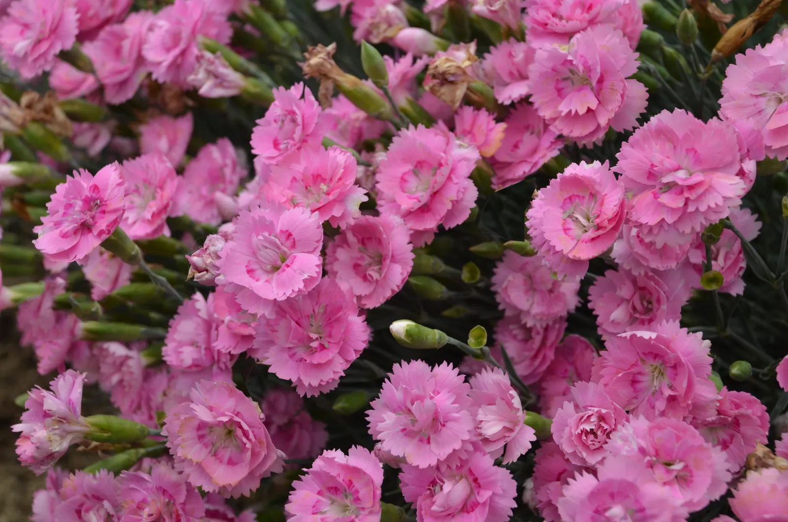 'Sweetie Pie' Pinks (Dianthus hybrid) — This colorful perennial produces loads of semi-double