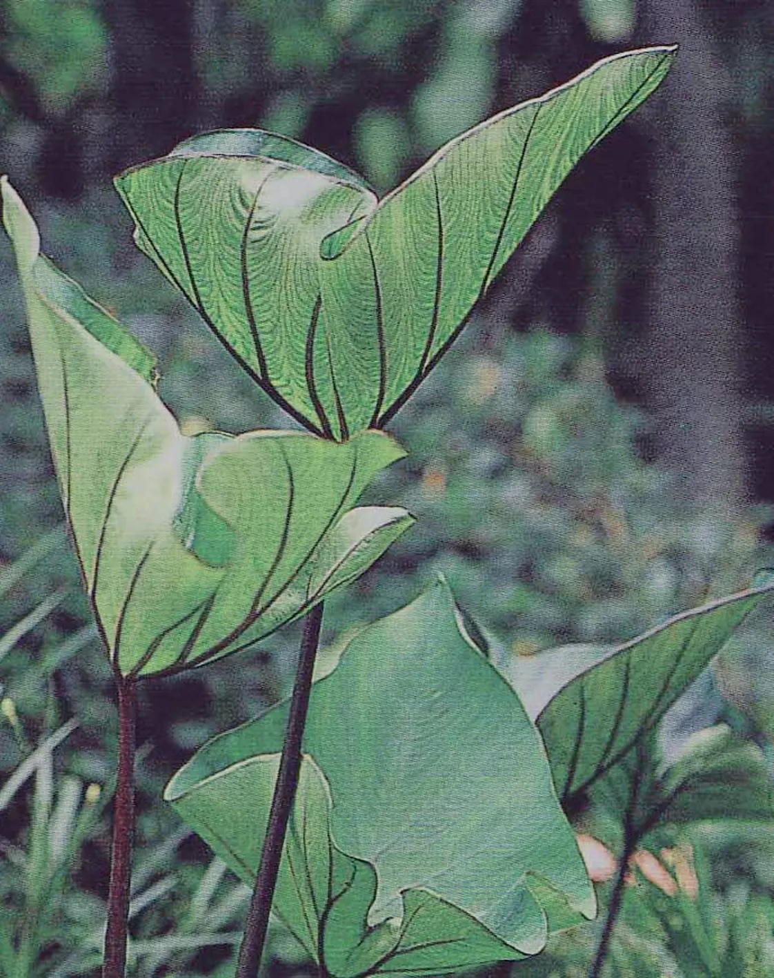 Coffee Cups elephant's ear (Colocasia esculenta) — Label each tuber or group of tubers so you know what they are come spring; proven Winners, image 106