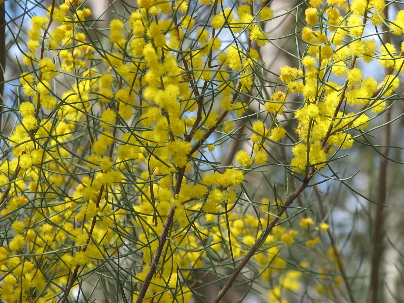 Needle-Bush Wattle, Needle Acacia (Acacia Rigens) — The Needle-bush Wattle (Acacia rigens) thrives in arid regions