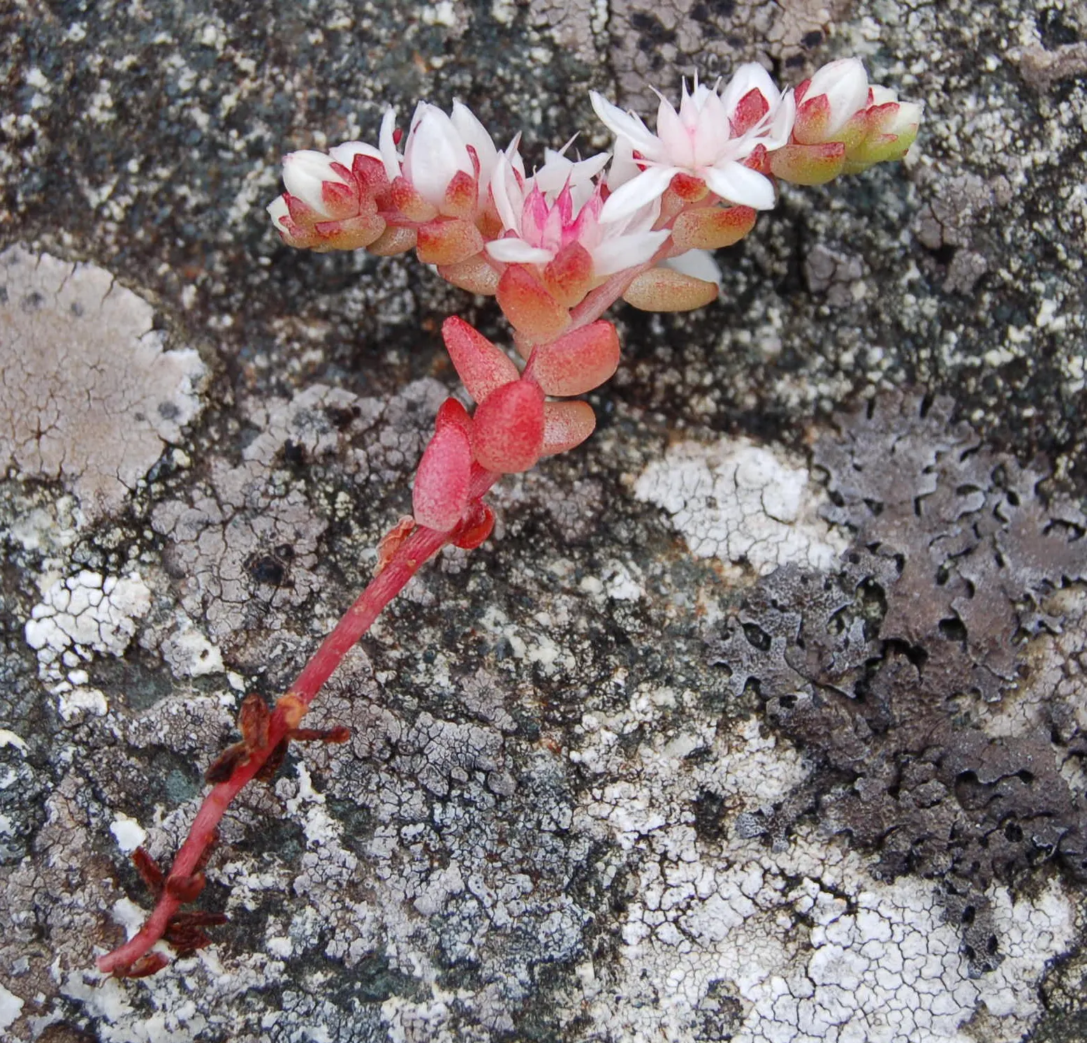 English Stonecrop (Sedum Anglicum) — It flaunts tiny, star-shaped, white-to-pink blooms in early summer; and it's largely resistant to both deer and rabbits