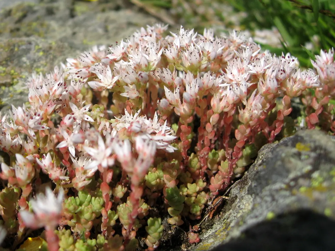 English Stonecrop (Sedum Anglicum) — Ideal for low-maintenance landscapes; english Stonecrop prefers well-drained, image 65