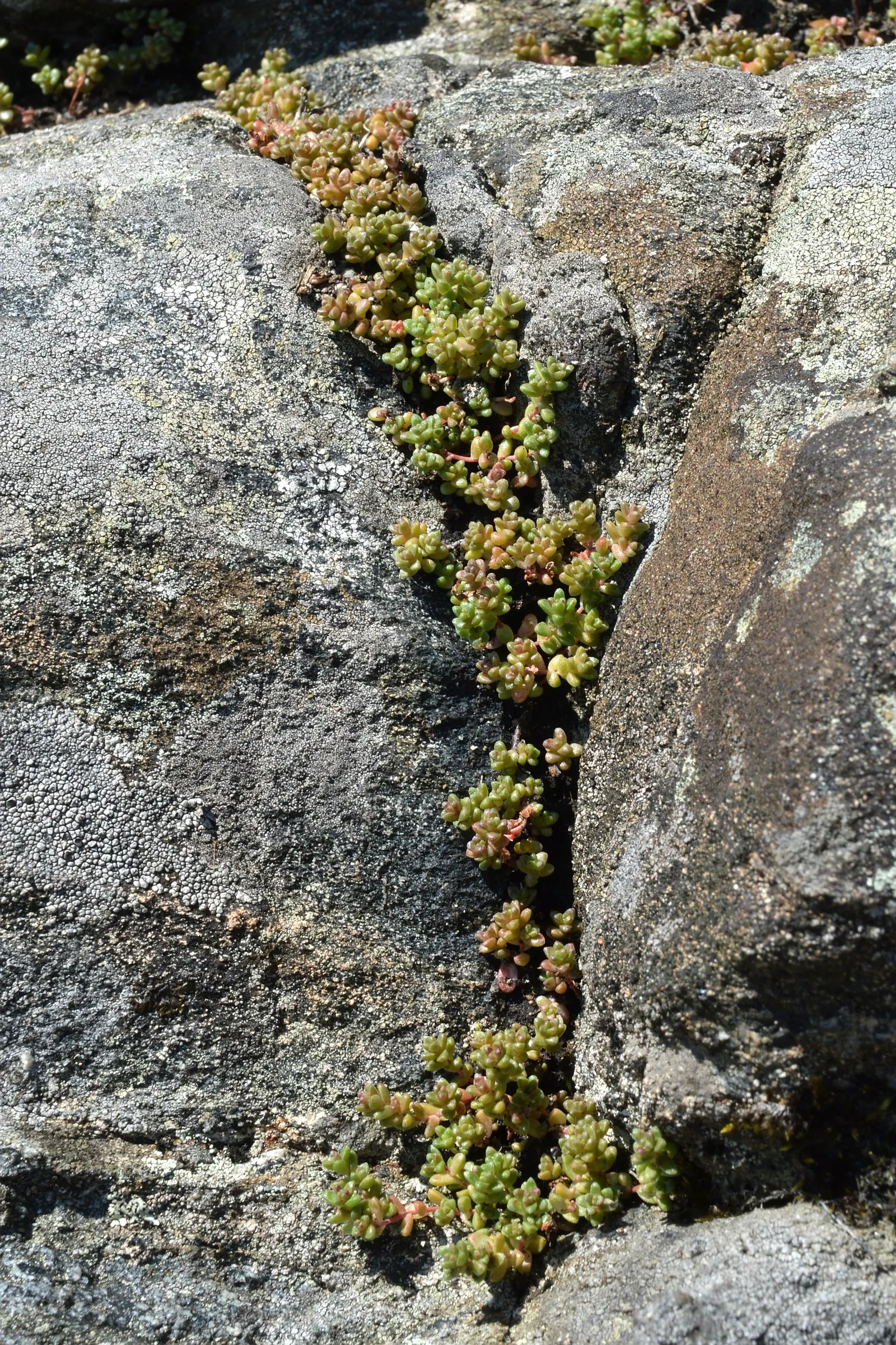 English Stonecrop (Sedum Anglicum) — ensuring that it continues to add beauty and structure to their garden over time; spreading up to 12 inches
