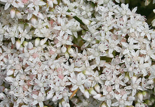 English Stonecrop (Sedum Anglicum) — English Stonecrop (Sedum anglicum) is a hardy
