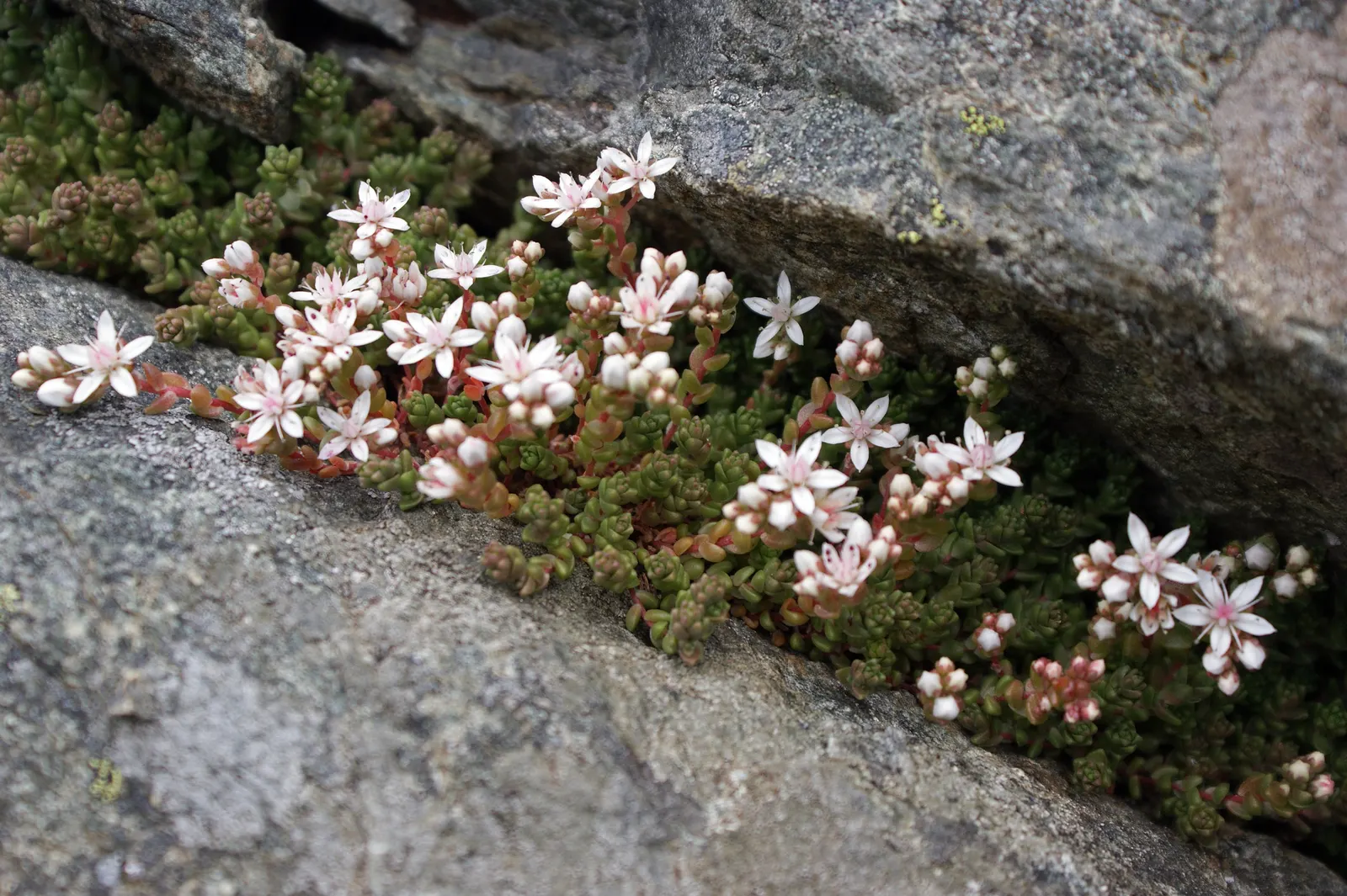 English Stonecrop (Sedum Anglicum) — spreading up to 12 inches; this low-growing succulent reaches 3-5 inches tall, preferring full sun to part, image 63