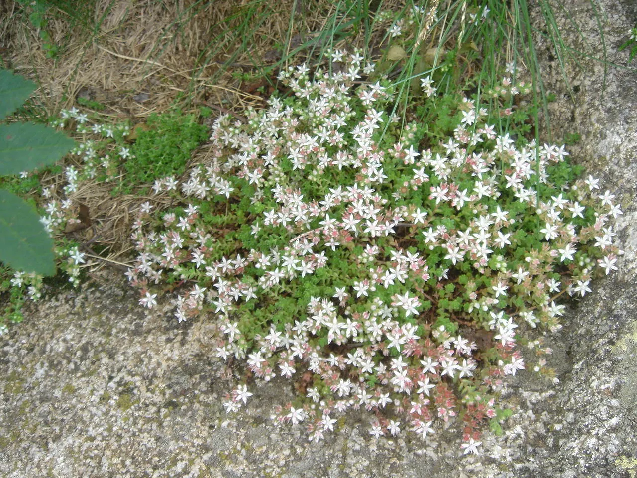 English Stonecrop (Sedum Anglicum) — ground cover / perennial for full or half; ensuring that it continues to add beauty and structure to their garden over time