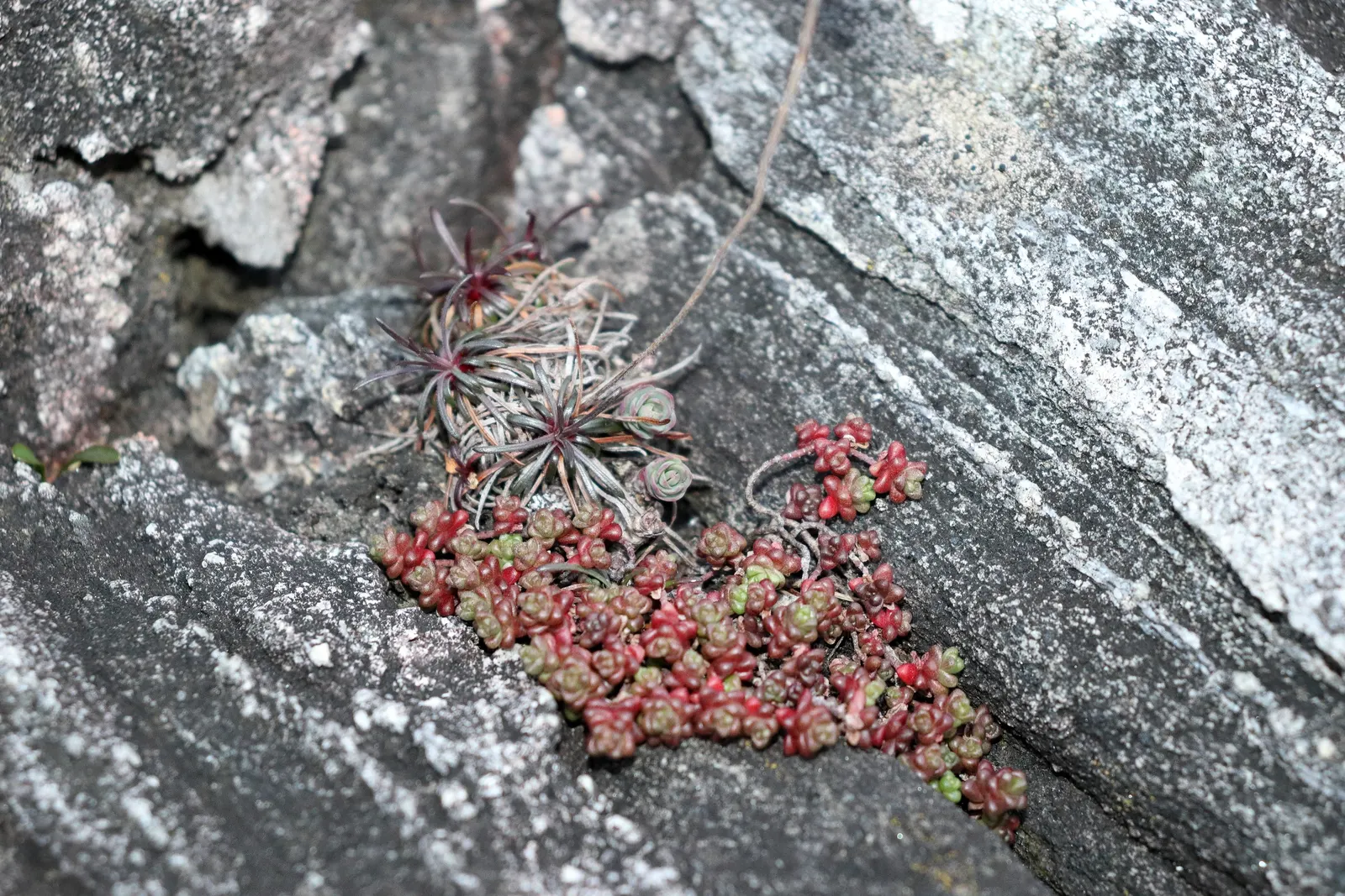 English Stonecrop (Sedum Anglicum) — it attracts pollinators like bees and butterflies