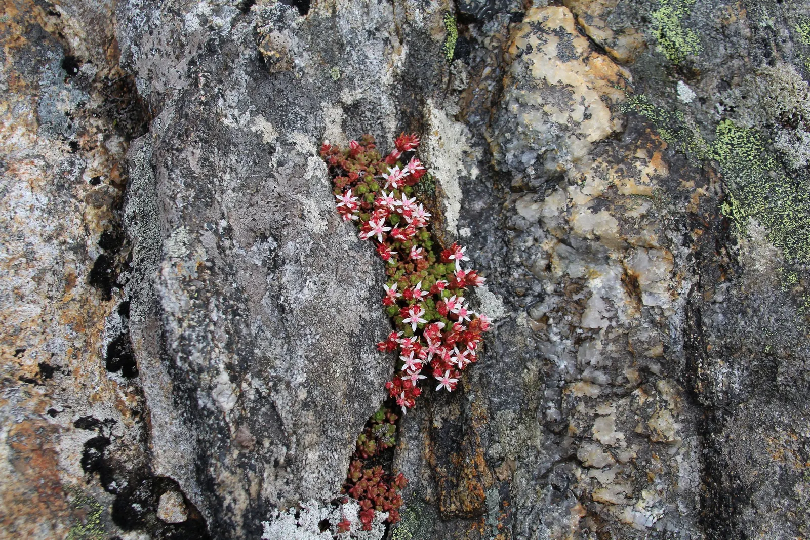 English Stonecrop (Sedum Anglicum) — To encourage a denser growth habit