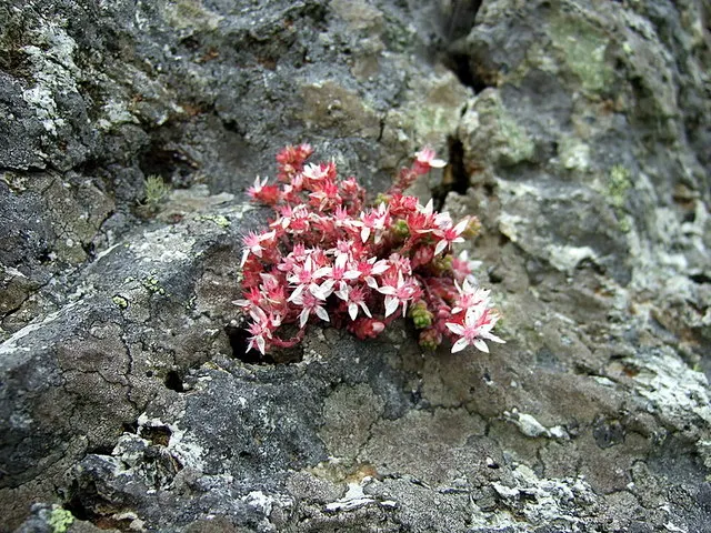 English Stonecrop (Sedum Anglicum) — evergreen perennial suited for rock gardens and borders; evergreen leaves that are typically about 0.5 inches long