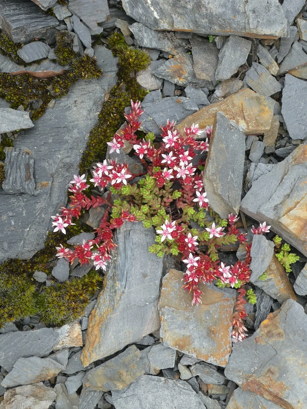 English Stonecrop (Sedum Anglicum) — spreading up to 12 inches