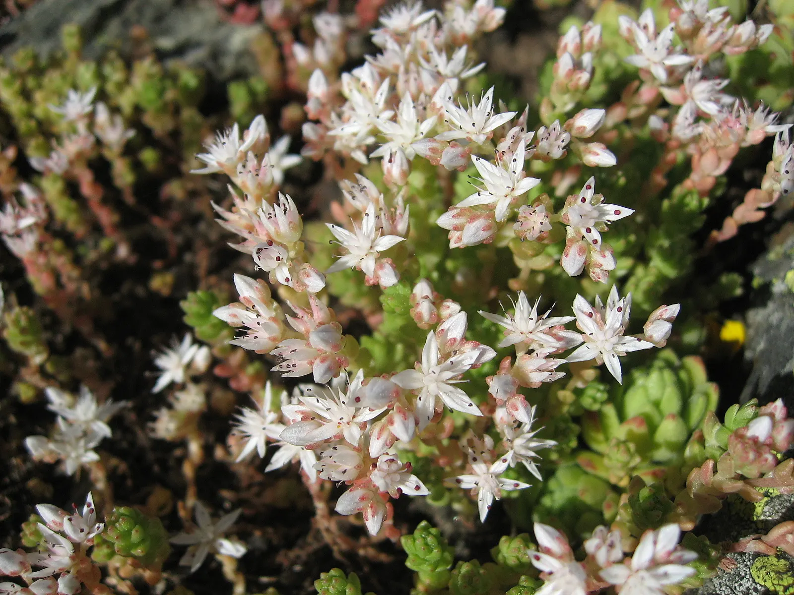English Stonecrop (Sedum Anglicum) — English Stonecrop (Sedum anglicum) is a hardy; it flaunts tiny, star-shaped, white-to-pink blooms in early, image 59