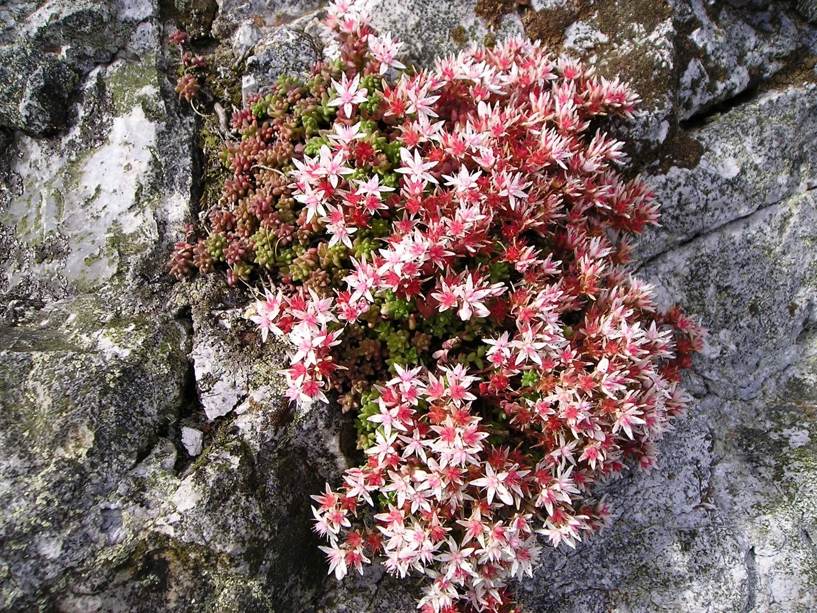 English Stonecrop (Sedum Anglicum) — spreading up to 12 inches; this low-growing succulent reaches 3-5 inches tall, preferring full sun to part shade