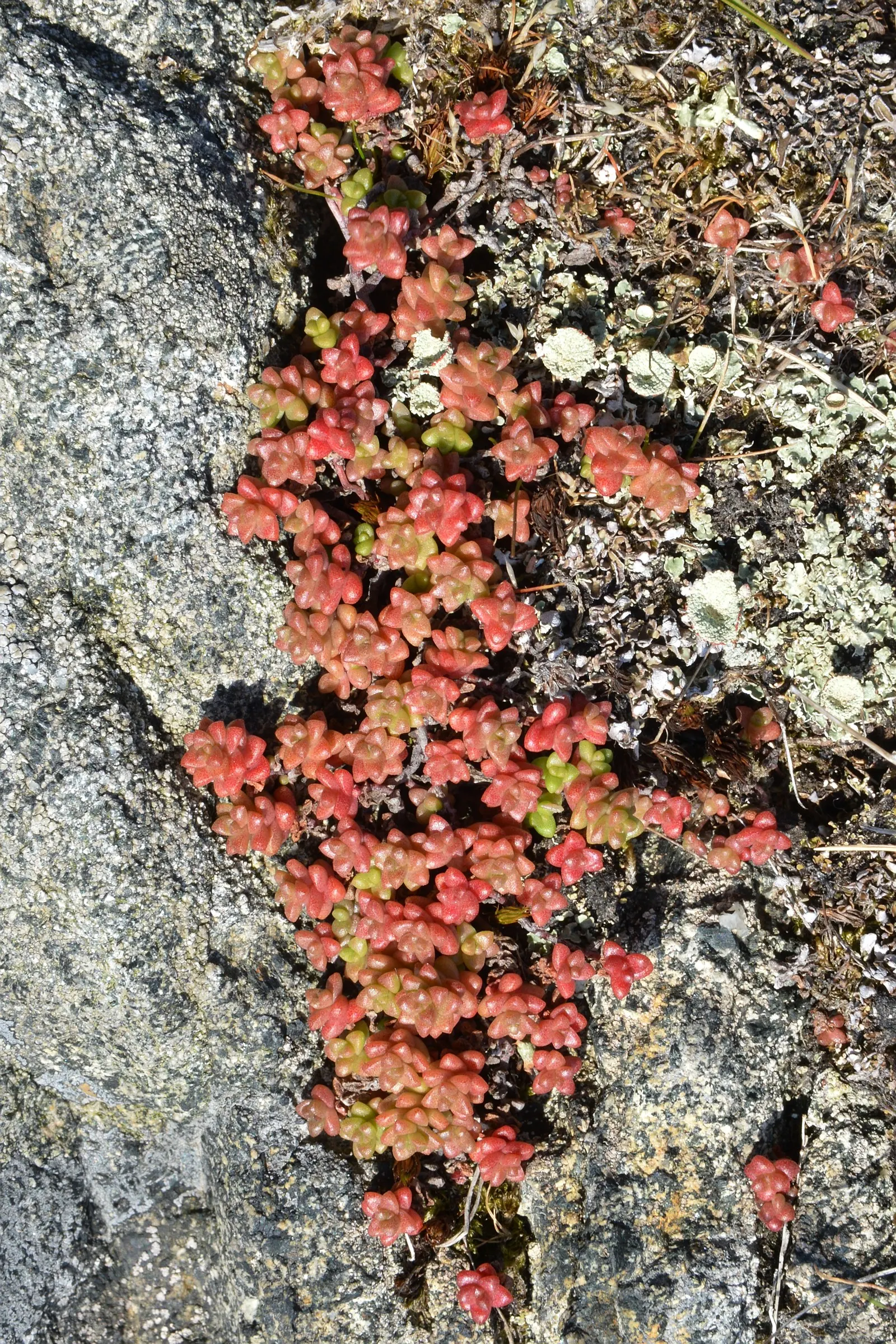 English Stonecrop (Sedum Anglicum) — English Stonecrop (Sedum anglicum) is a hardy; it flaunts tiny, star-shaped, white-to-pink blooms in early summer
