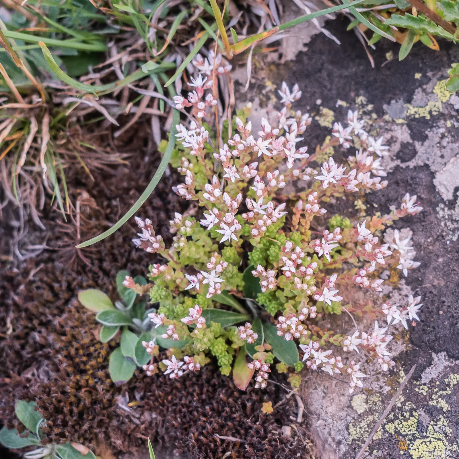 English Stonecrop (Sedum Anglicum) — rising above its foliage on stems reaching up to 3 inches tall.<br><br>Adaptable to a wide range of soil types