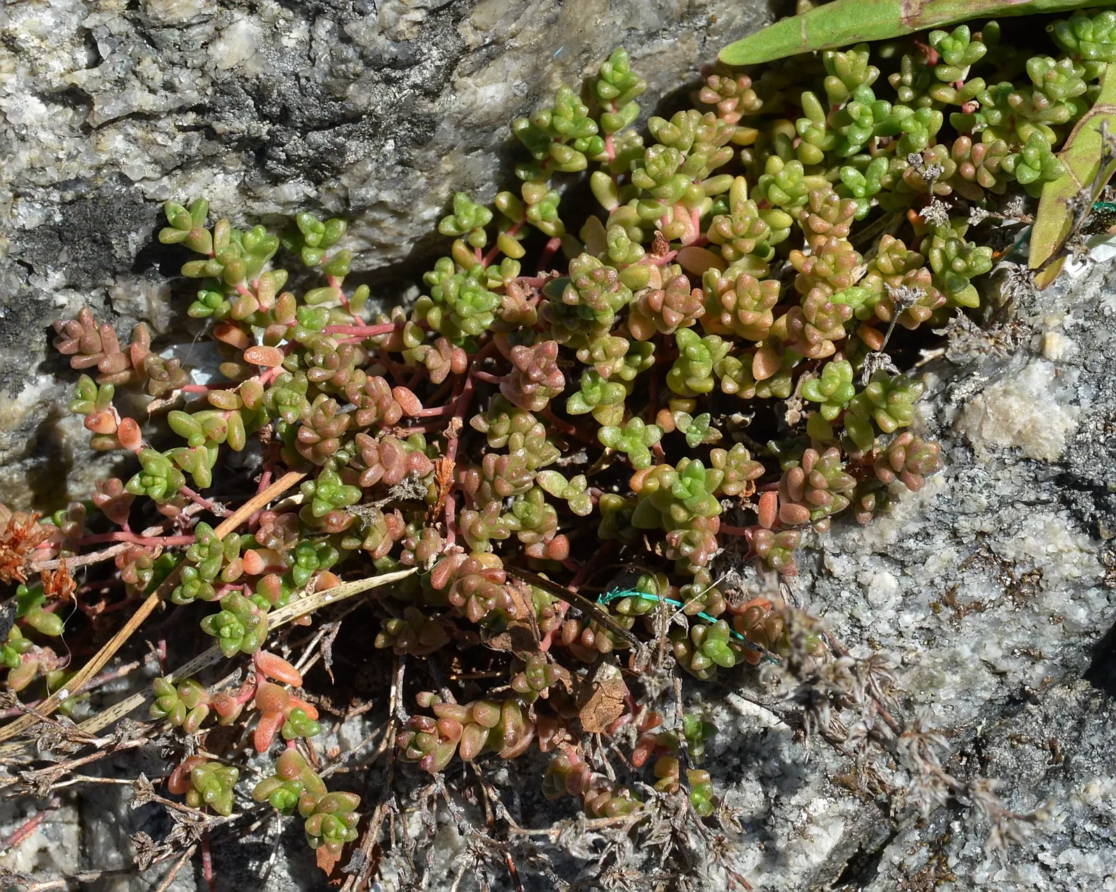 English Stonecrop (Sedum Anglicum) — rising above its foliage on stems reaching up to 3 inches tall.<br><br>Adaptable to a wide range of soil types; spreading