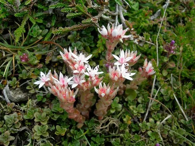 English Stonecrop (Sedum Anglicum) — Sedum anglicum ushers in clusters of star-shaped
