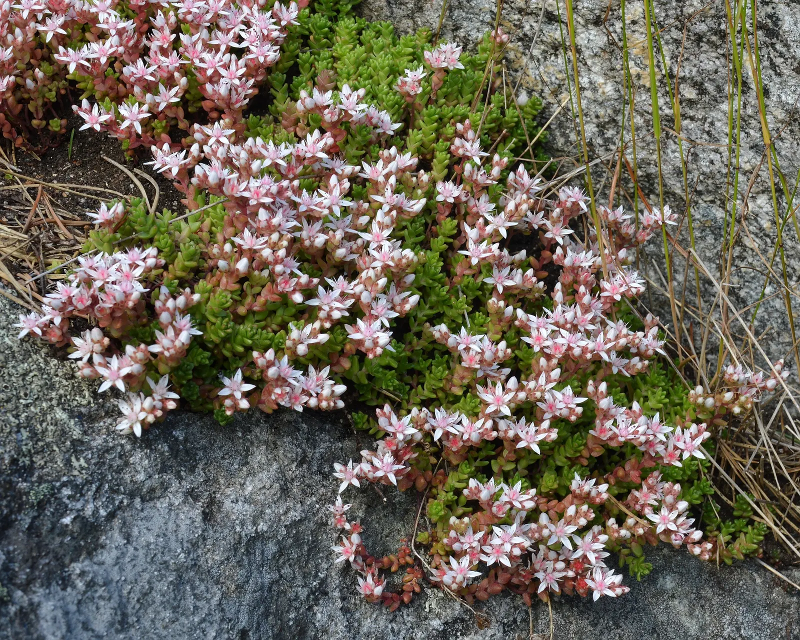 English Stonecrop (Sedum Anglicum) — or as a groundcover in xeriscaping design due to its drought tolerance and low-maintenance characteristics, image 67
