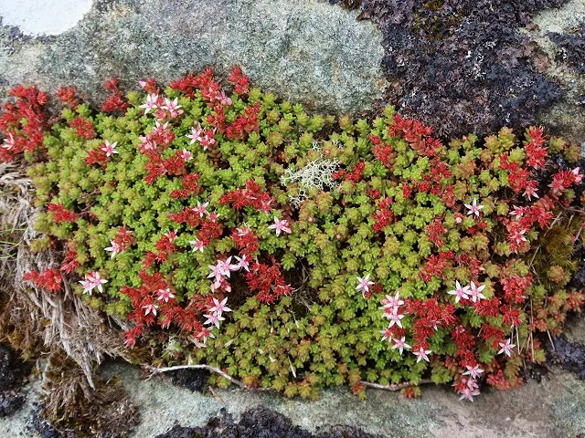 English Stonecrop (Sedum Anglicum) — evergreen leaves that are typically about 0.5 inches long; rising above its foliage on stems reaching up to 3, image 69