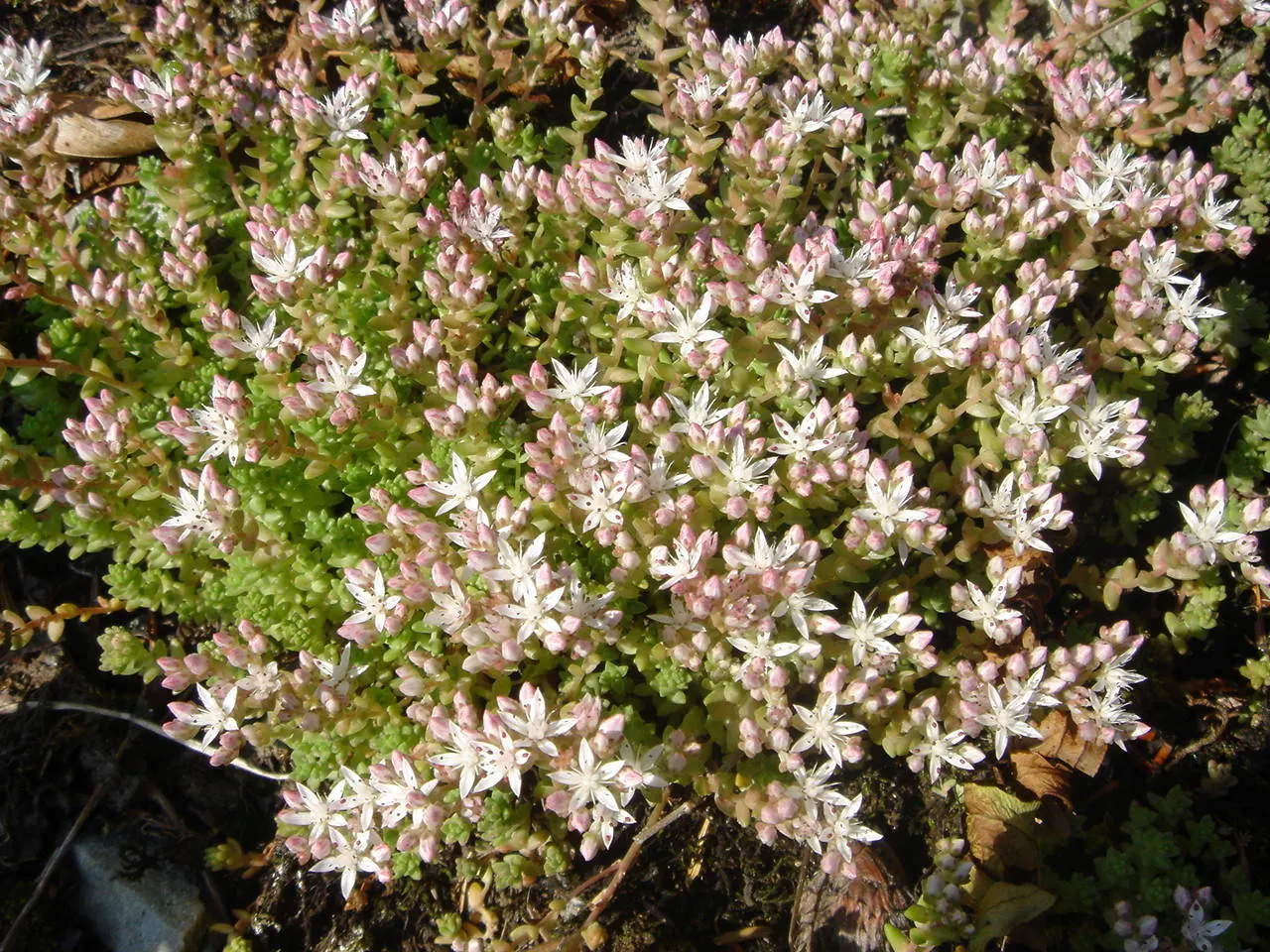 English Stonecrop (Sedum Anglicum) — perennial succulent ideally suited for rock gardens; contributing to the health of the garden ecosystem, image 66