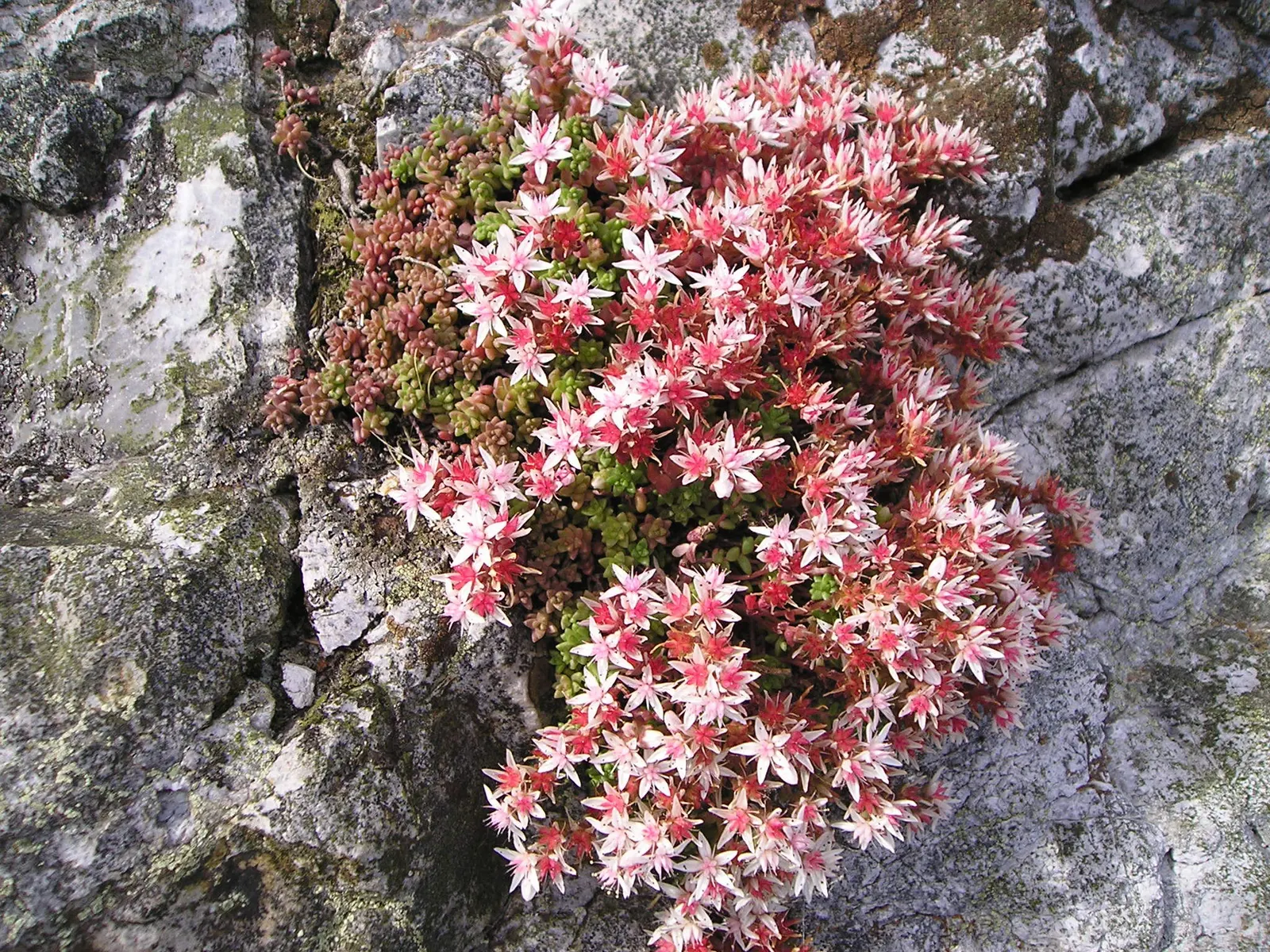English Stonecrop (Sedum Anglicum) — gravelly soils and thrives in full sun to partial shade