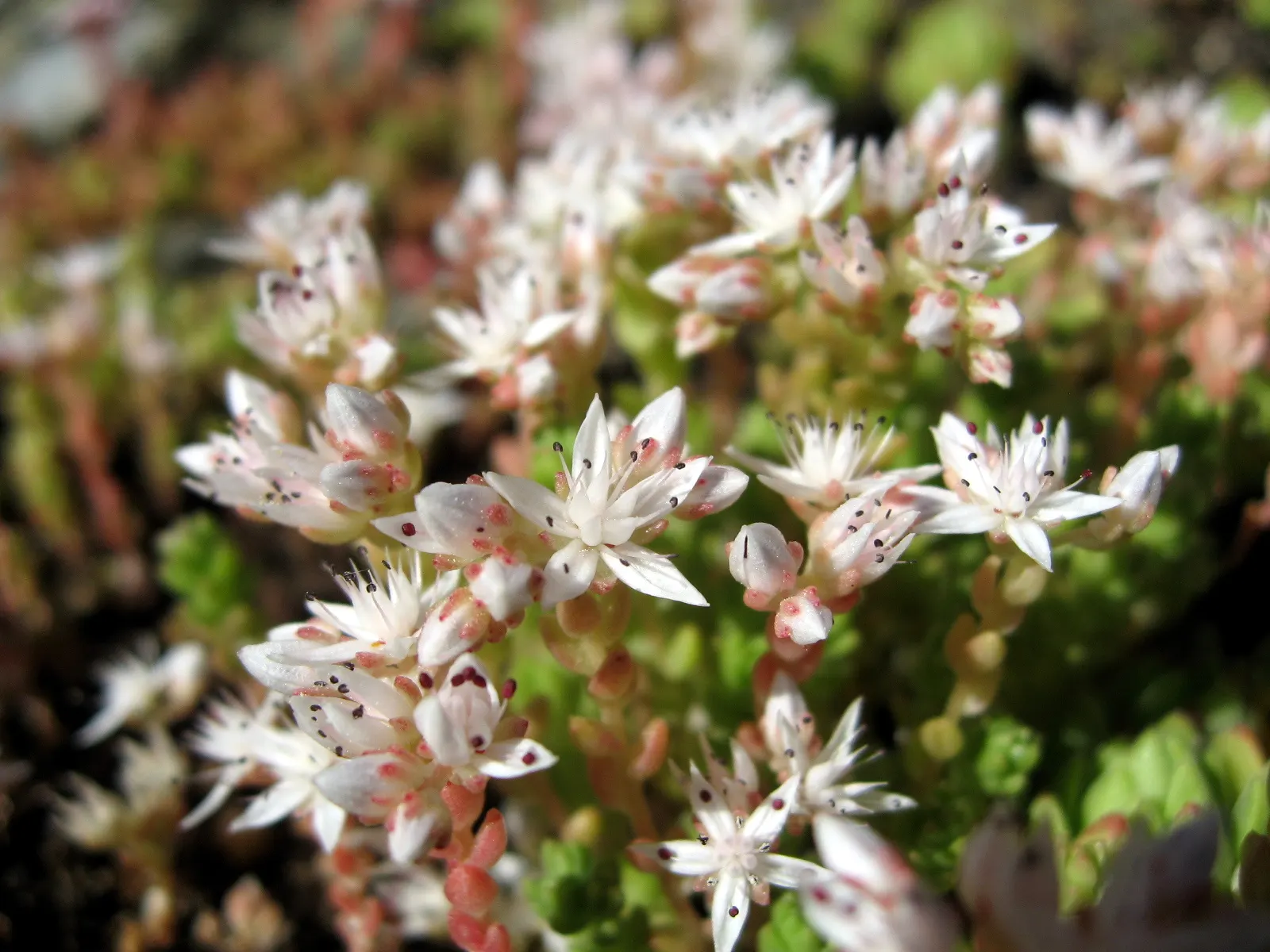 English Stonecrop (Sedum Anglicum) — providing excellent ground cover and attracting pollinators; this charming plant offers a textured carpet of, image 64