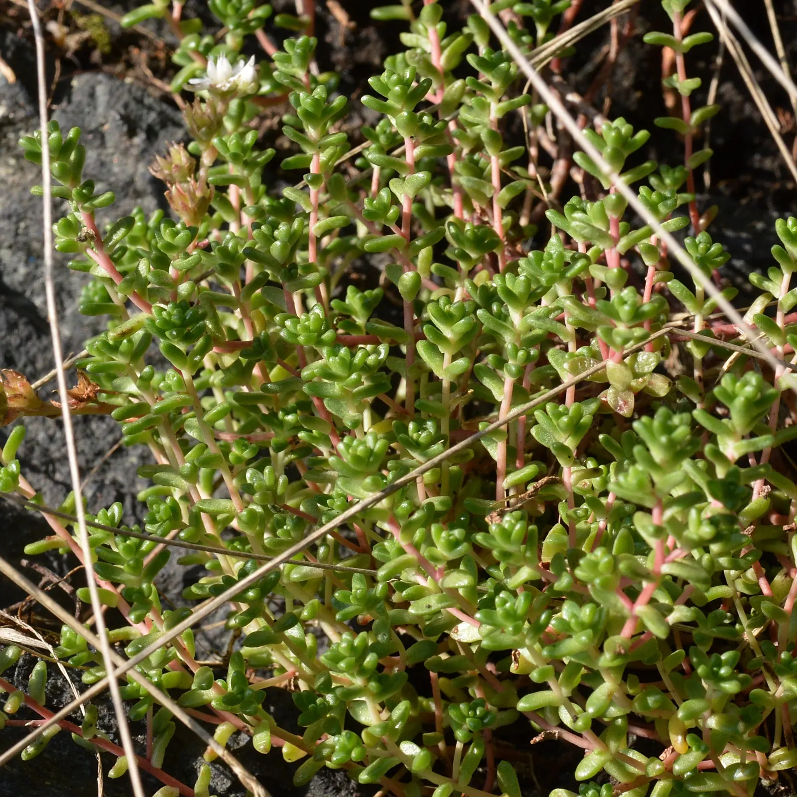 English Stonecrop (Sedum Anglicum) — pink and purple and red flowers in the garden; arranged in rosettes that provide year-round interest