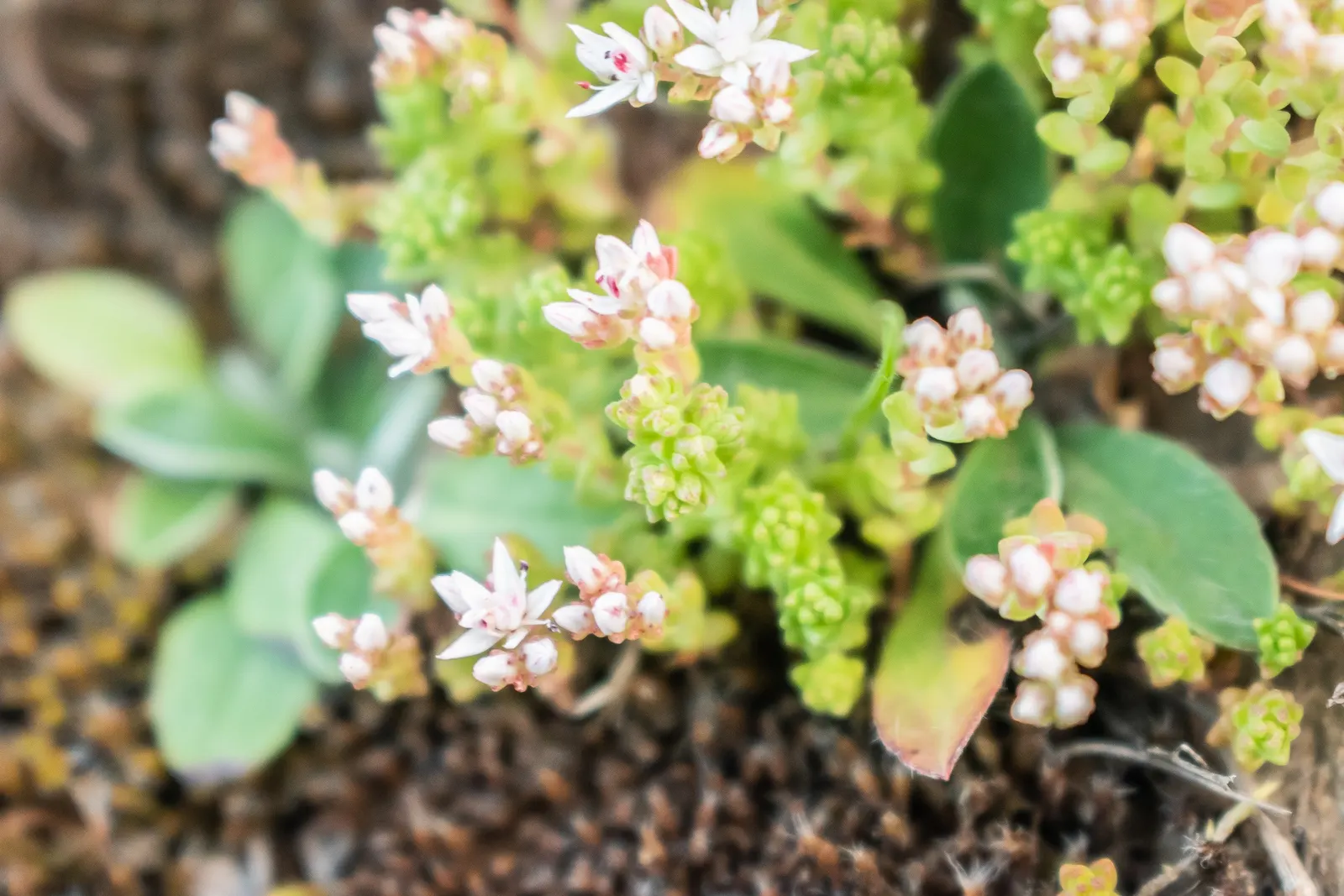 English Stonecrop (Sedum Anglicum) — This charming plant offers a textured carpet of fleshy
