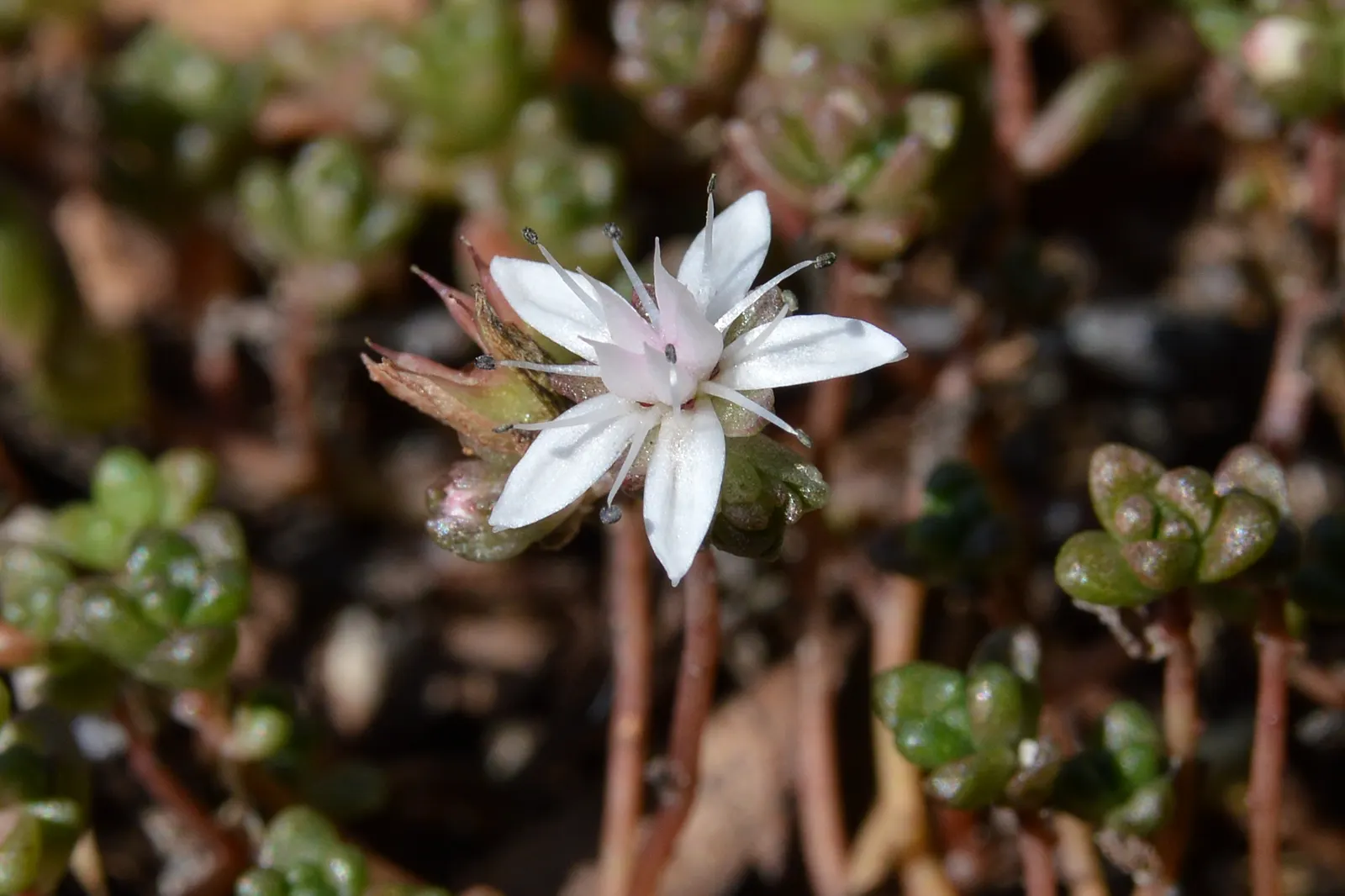 English Stonecrop (Sedum Anglicum) — ground cover / perennial with pink and purple and red blooms; the optimal growing zones for this hardy species are USDA