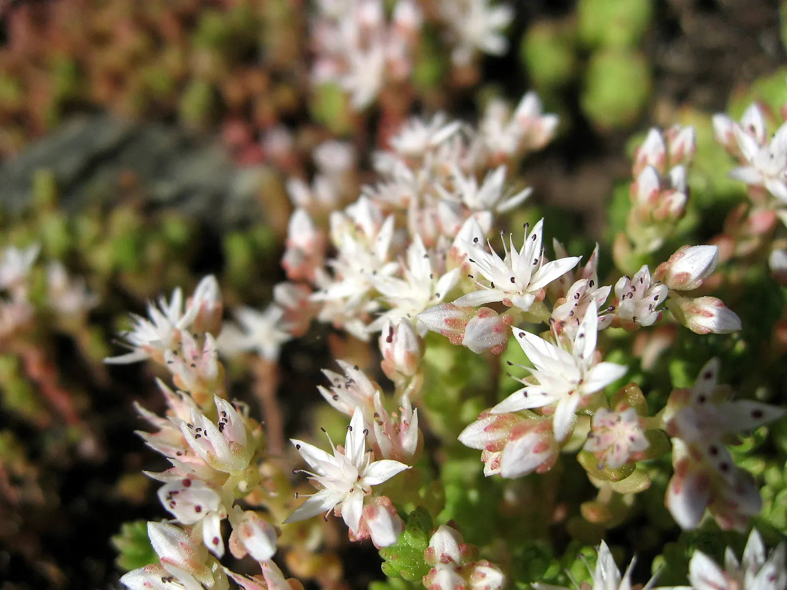 English Stonecrop (Sedum Anglicum) — This charming plant offers a textured carpet of fleshy; or as a groundcover in xeriscaping design due to its, image 68