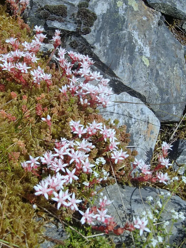 English Stonecrop (Sedum Anglicum) — It flaunts tiny, star-shaped, white-to-pink blooms in early summer; and it's largely resistant to both deer, image 62