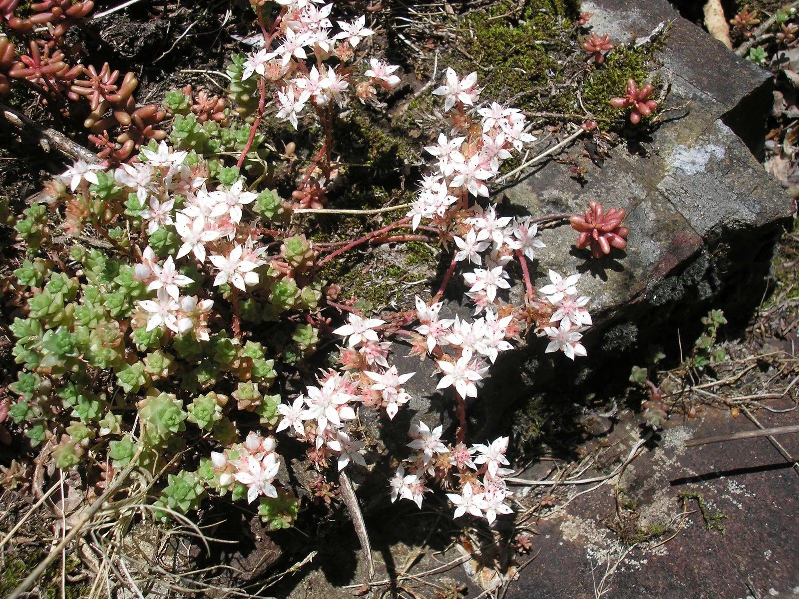 English Stonecrop (Sedum Anglicum) — or as a groundcover in xeriscaping design due to its drought tolerance and low-maintenance characteristics
