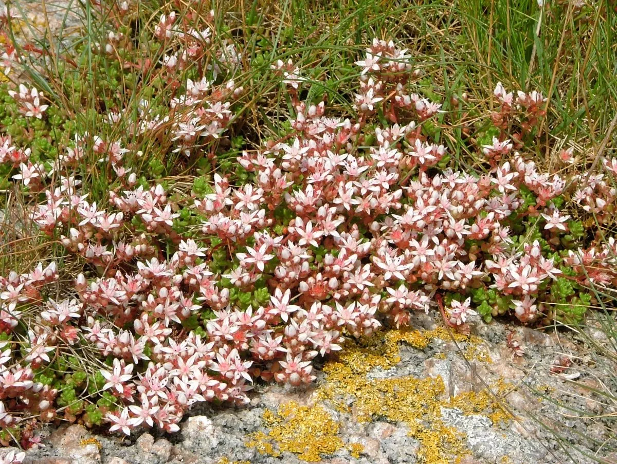 English Stonecrop (Sedum Anglicum) — ground cover / perennial with pink and purple and red blooms