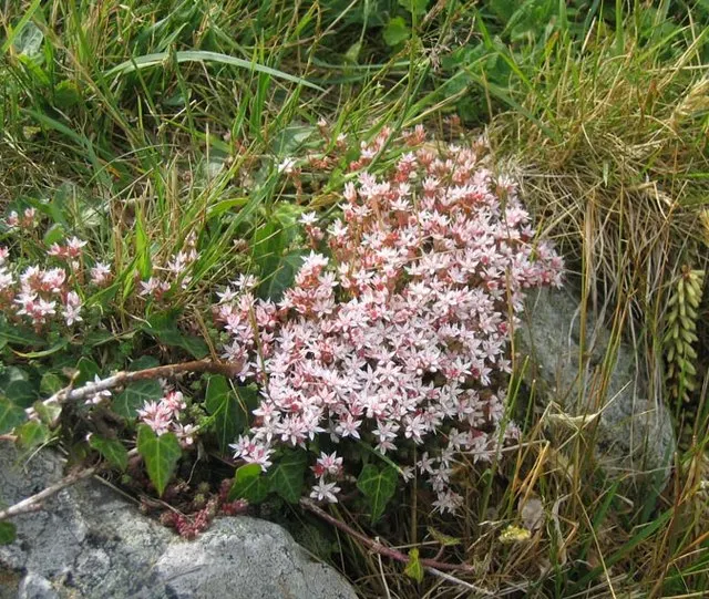 English Stonecrop (Sedum Anglicum) — pink and purple and red flowers in the garden
