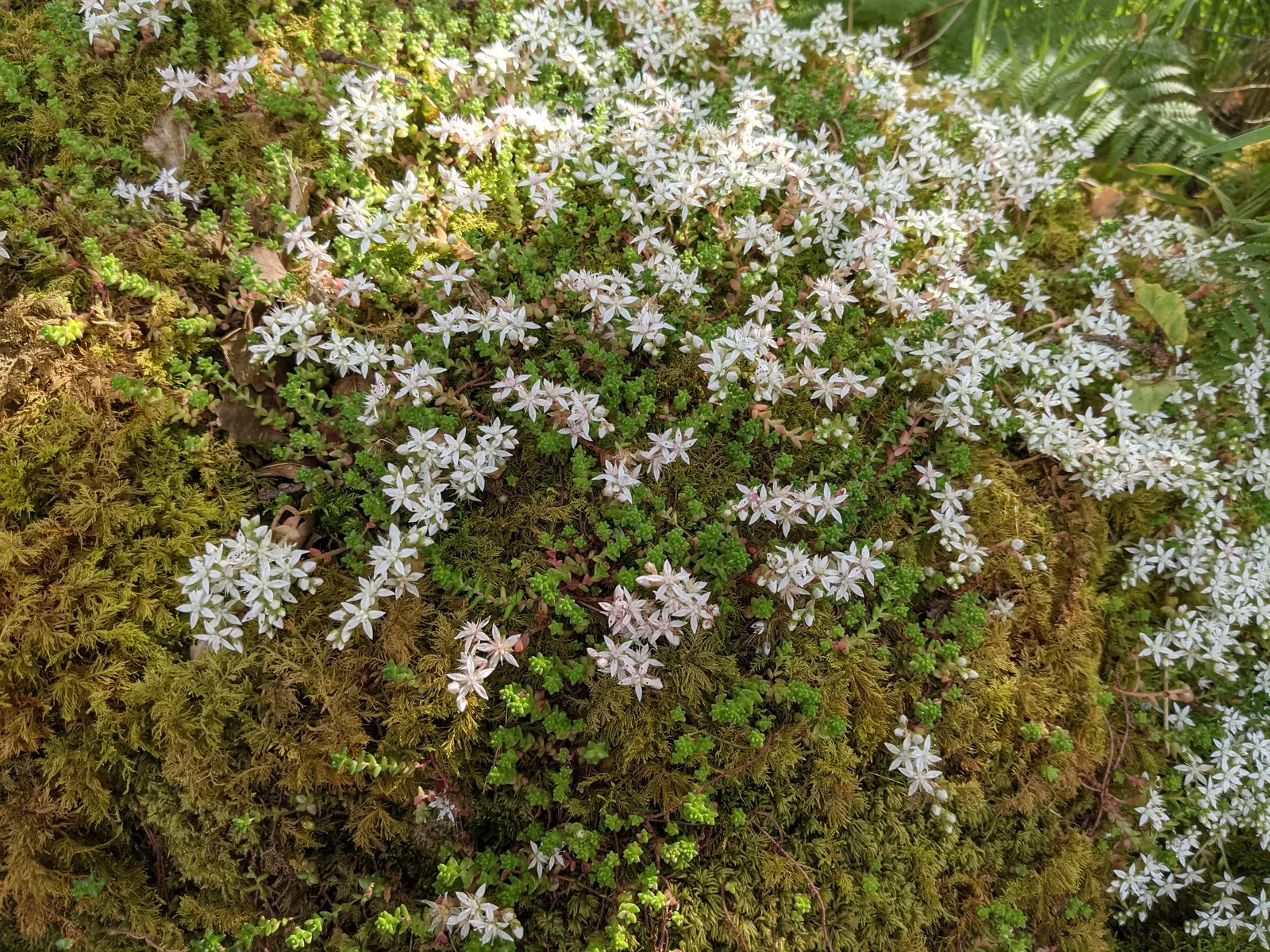 English Stonecrop (Sedum Anglicum) — Ideal for low-maintenance landscapes; english Stonecrop prefers well-drained