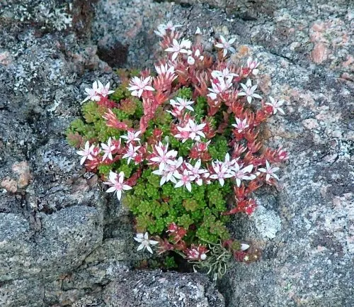 English Stonecrop (Sedum Anglicum) — pink-tinged white flowers, image 44
