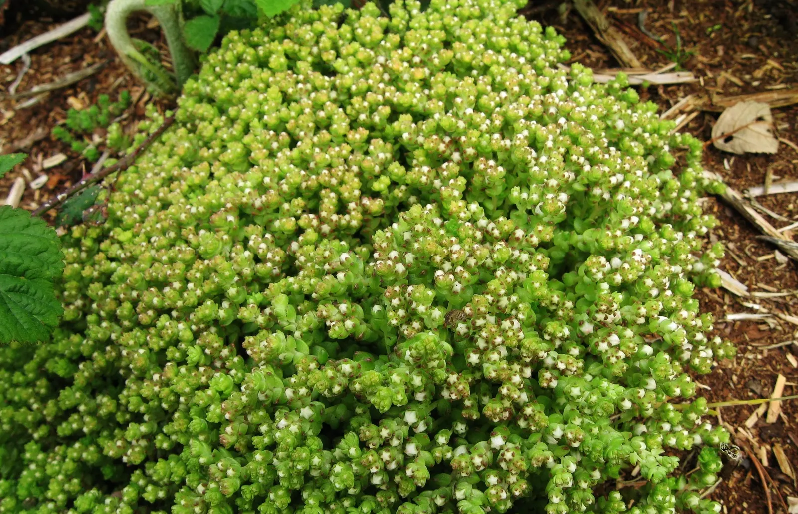 English Stonecrop (Sedum Anglicum) — Ideal for low-maintenance landscapes
